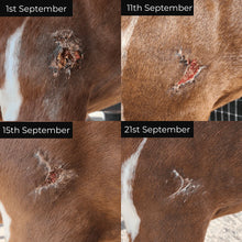 Load image into Gallery viewer, The Hoof Co. - Boo Hoo Balm Wound Balm
