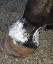 Load image into Gallery viewer, The Hoof Co. - Zinc Putty