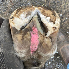 Load image into Gallery viewer, The Hoof Co. - Beeswax PINK Balls (Thrush Management)