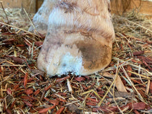 Load image into Gallery viewer, The Hoof Co. - Beeswax Balls PURE