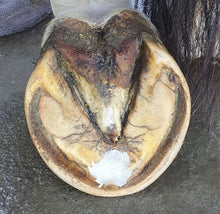 Load image into Gallery viewer, The Hoof Co. - Beeswax Balls PURE
