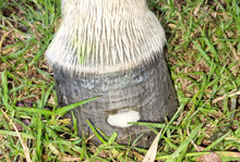 Load image into Gallery viewer, The Hoof Co. - Beeswax Balls PURE