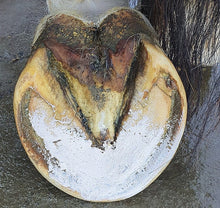 Load image into Gallery viewer, The Hoof Co. - Hoof Pack - Hoof Clay for Thrush