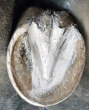 Load image into Gallery viewer, The Hoof Co. - Hoof Pack - Hoof Clay for Thrush
