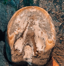 Load image into Gallery viewer, The Hoof Co. - Hoof Pack - Hoof Clay for Thrush