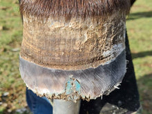 Load image into Gallery viewer, The Hoof Co. - Beeswax BLUE Balls