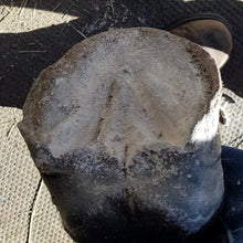 Load image into Gallery viewer, The Hoof Co. - Hoof Powder - Peppermint and Lemongrass