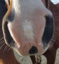 Load image into Gallery viewer, The Hoof Co. - Zinc Putty