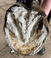Load image into Gallery viewer, The Hoof Co. - Hoof Pack - Hoof Clay for Thrush