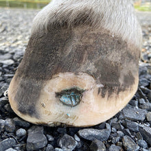 Load image into Gallery viewer, The Hoof Co. - Beeswax BLUE Balls