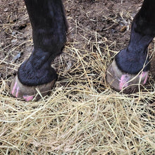 Load image into Gallery viewer, The Hoof Co. - Beeswax PINK Balls (Thrush Management)
