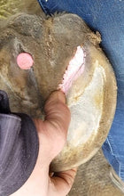 Load image into Gallery viewer, The Hoof Co. - Beeswax PINK Balls (Thrush Management)
